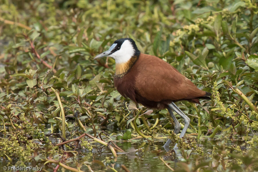 Jacana à poitrine doréeadulte