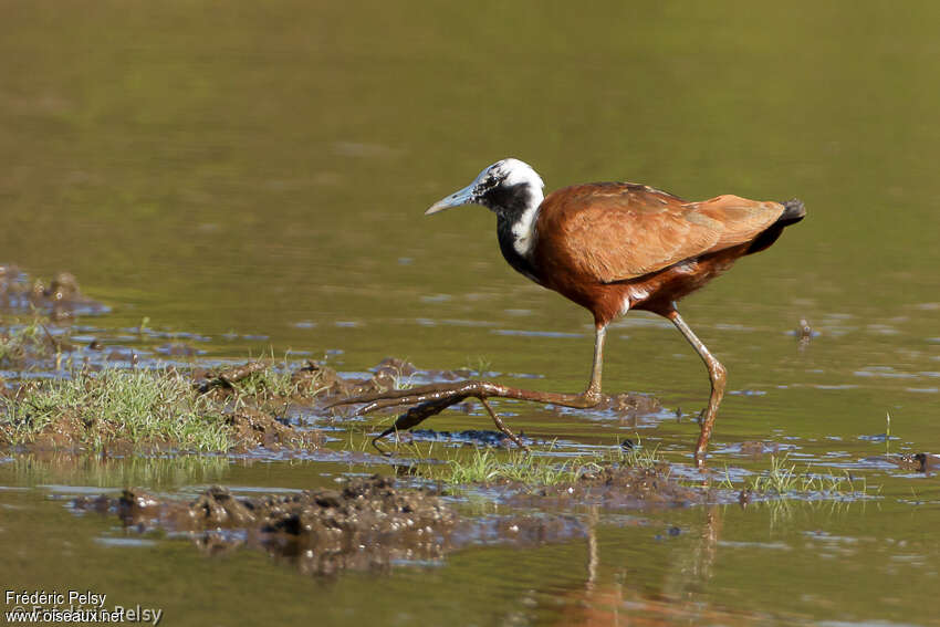 Jacana malgacheadulte, identification