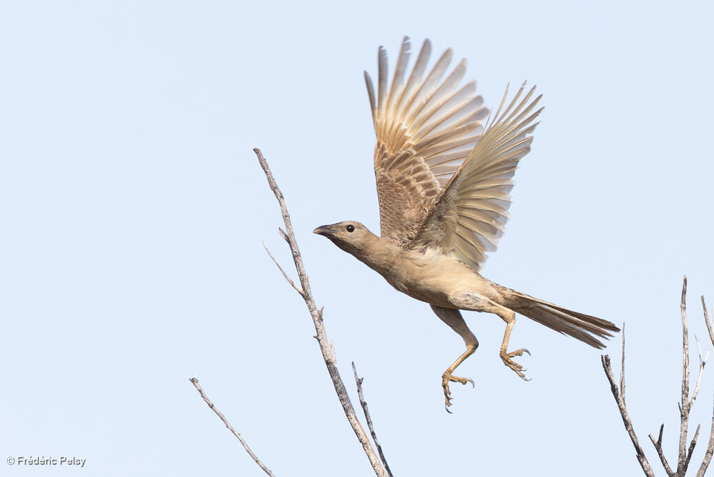 Jardinier à nuque rose, Vol