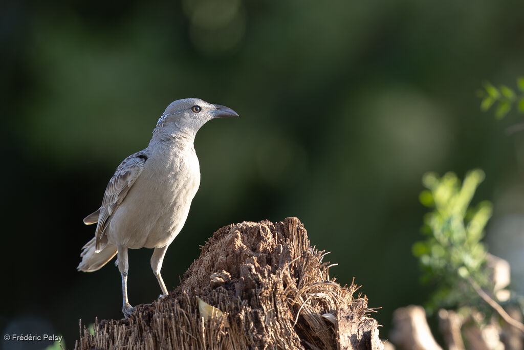 Jardinier à nuque roseadulte