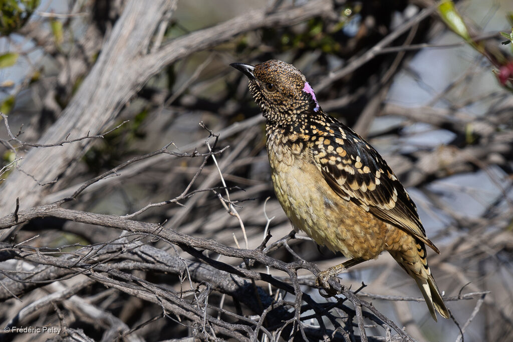 Western Bowerbird