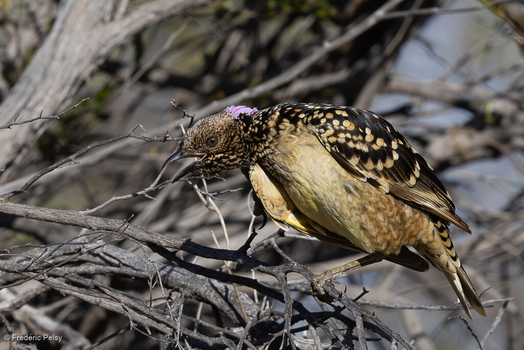 Western Bowerbird male