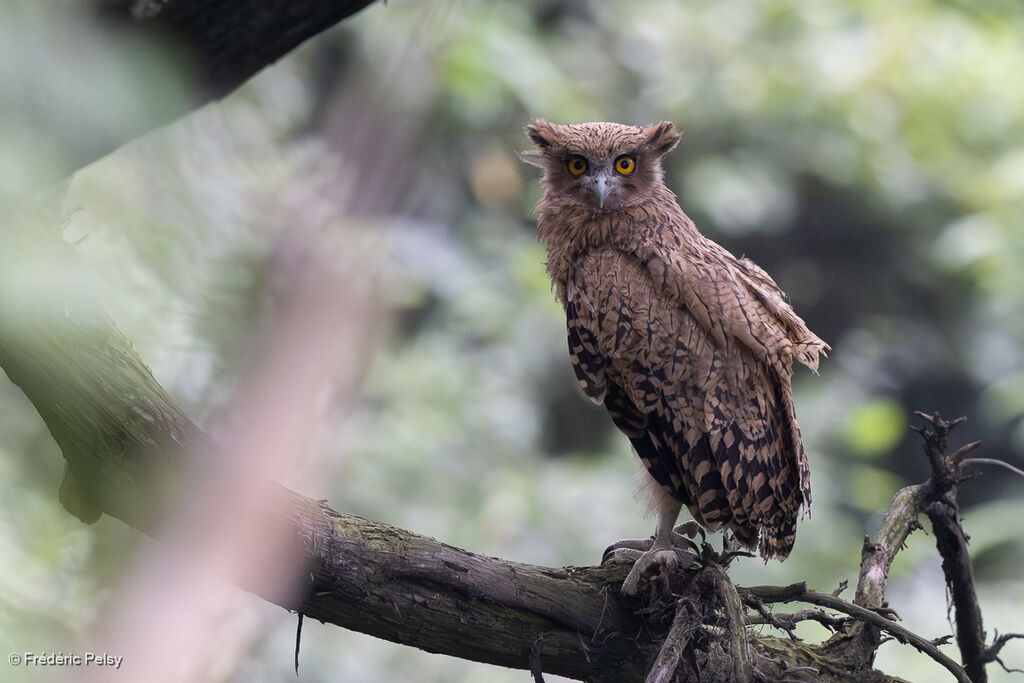Tawny Fish Owl