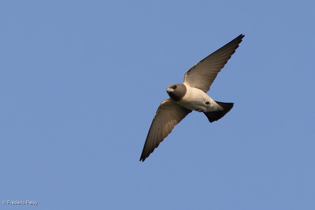 Langrayen à ventre blancadulte, Vol