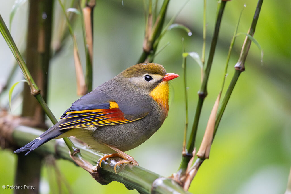 Red-billed Leiothrix