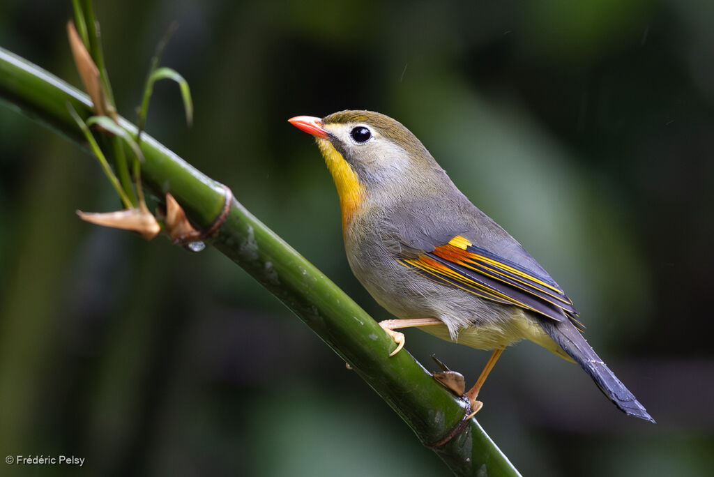 Red-billed Leiothrix