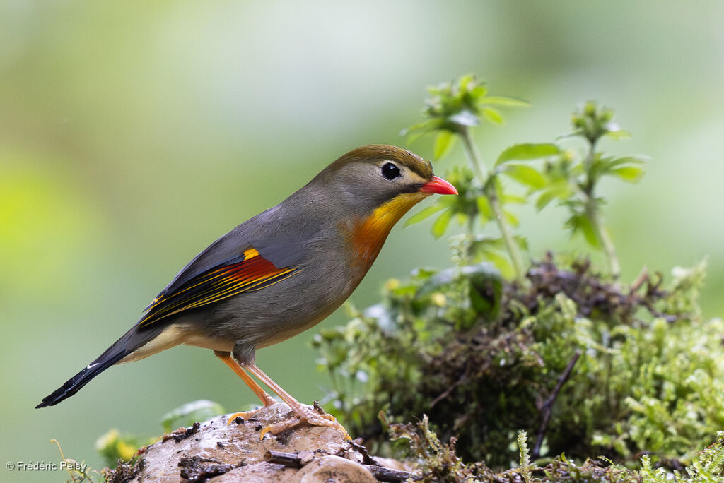 Red-billed Leiothrix
