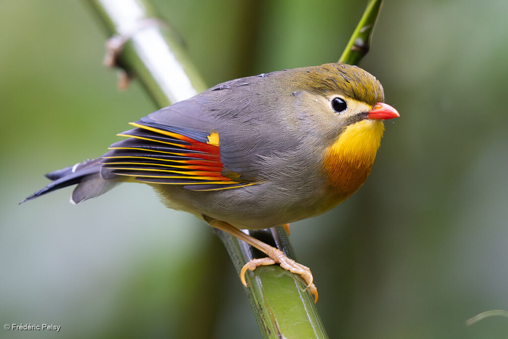 Red-billed Leiothrix