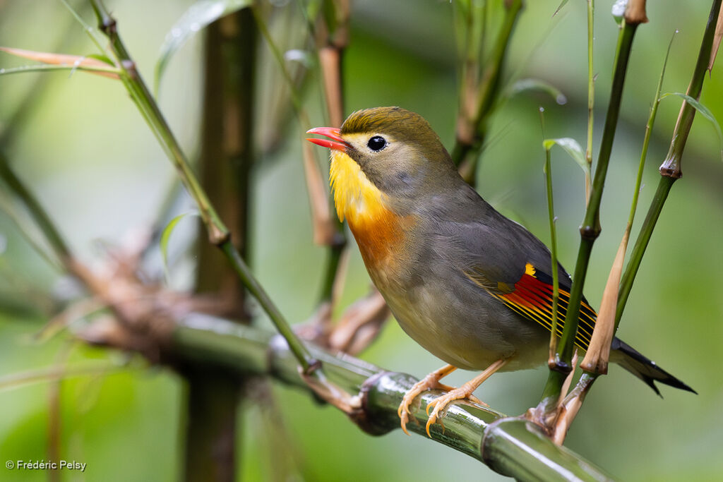 Red-billed Leiothrix