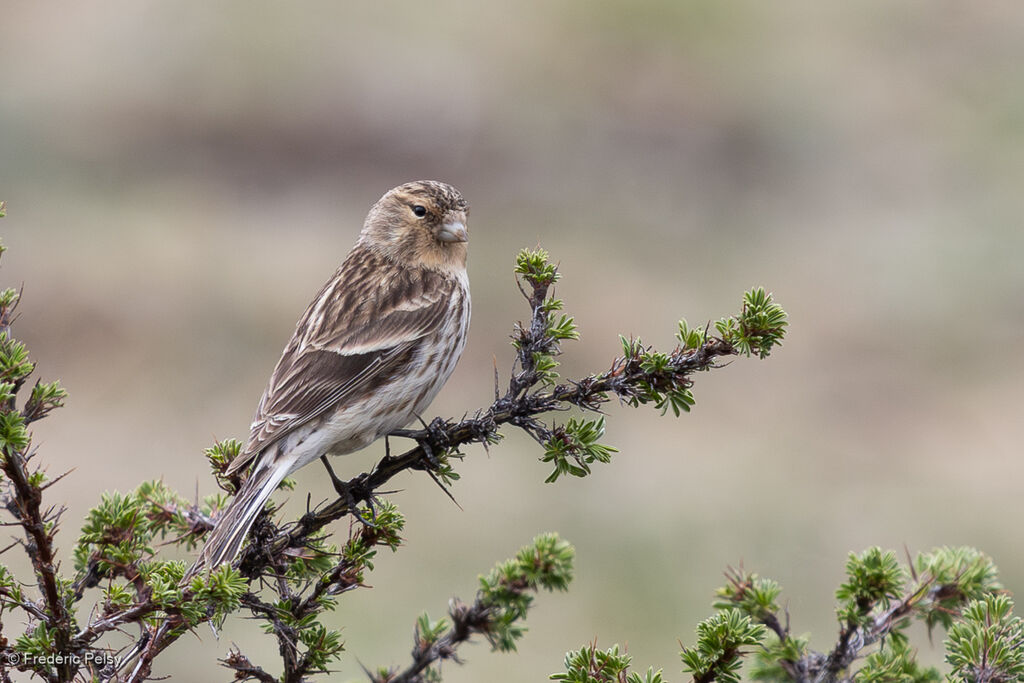 Linotte à bec jaune