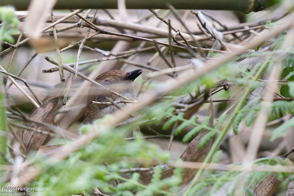 Sichuan Bush Warbler
