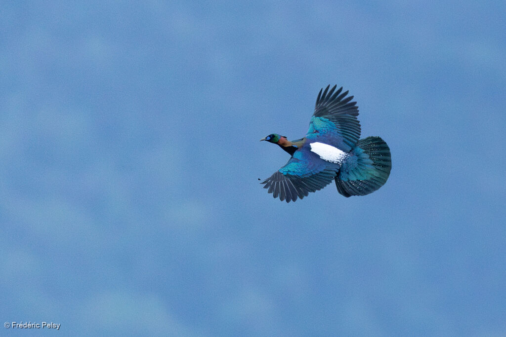 Chinese Monal, Flight