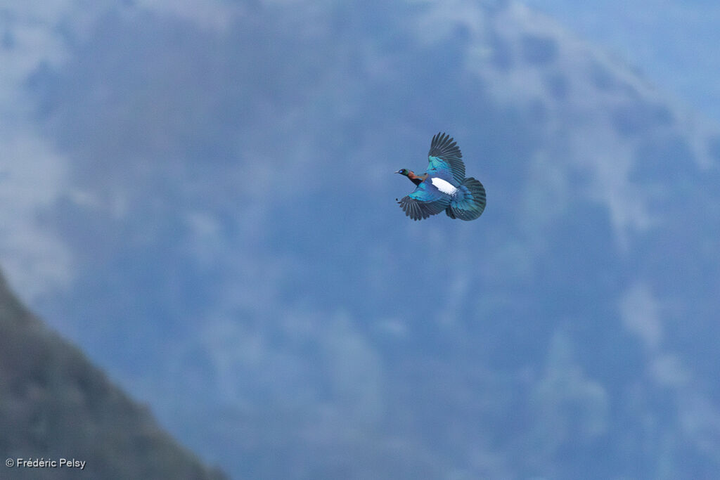 Chinese Monal, Flight