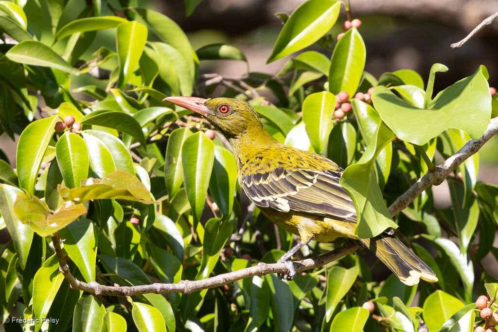 Loriot verdâtreadulte