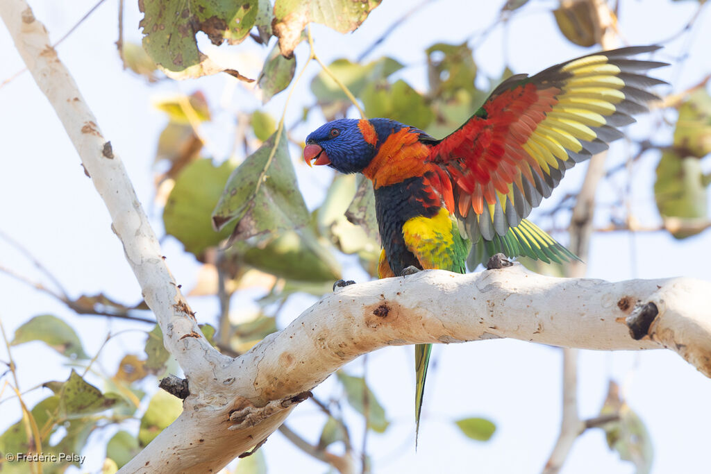 Red-collared Lorikeet