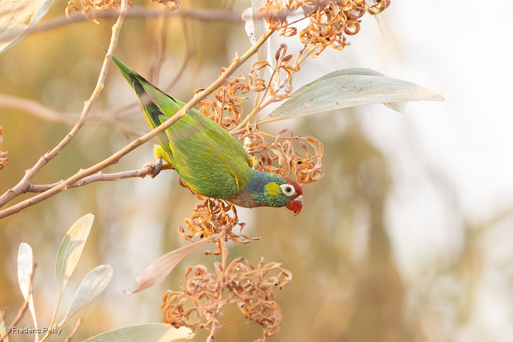 Loriquet versicolore mâle adulte