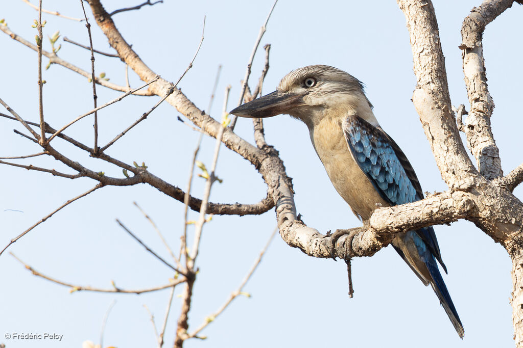 Martin-chasseur à ailes bleues mâle adulte