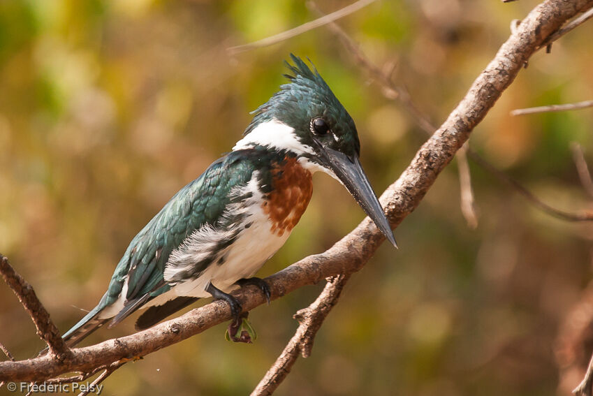 Martin-pêcheur d'Amazonie mâle adulte, identification