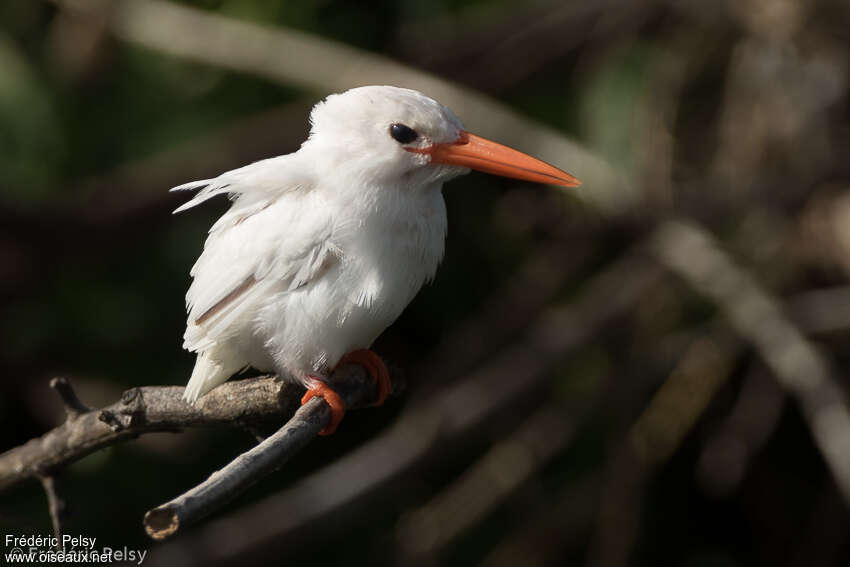 Martin-pêcheur huppéadulte, pigmentation