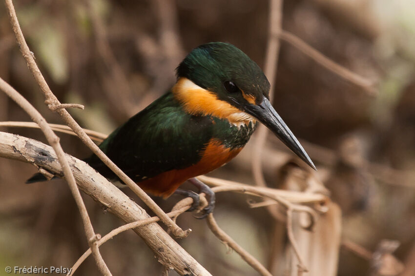 Martin-pêcheur nain femelle adulte, identification