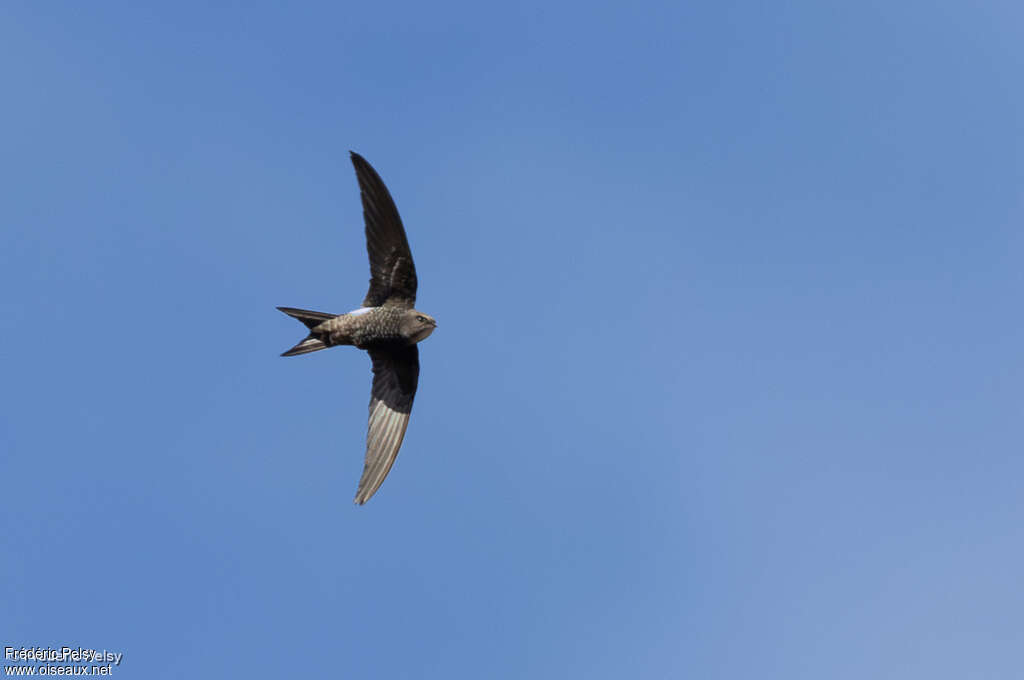 Salim Ali's Swift