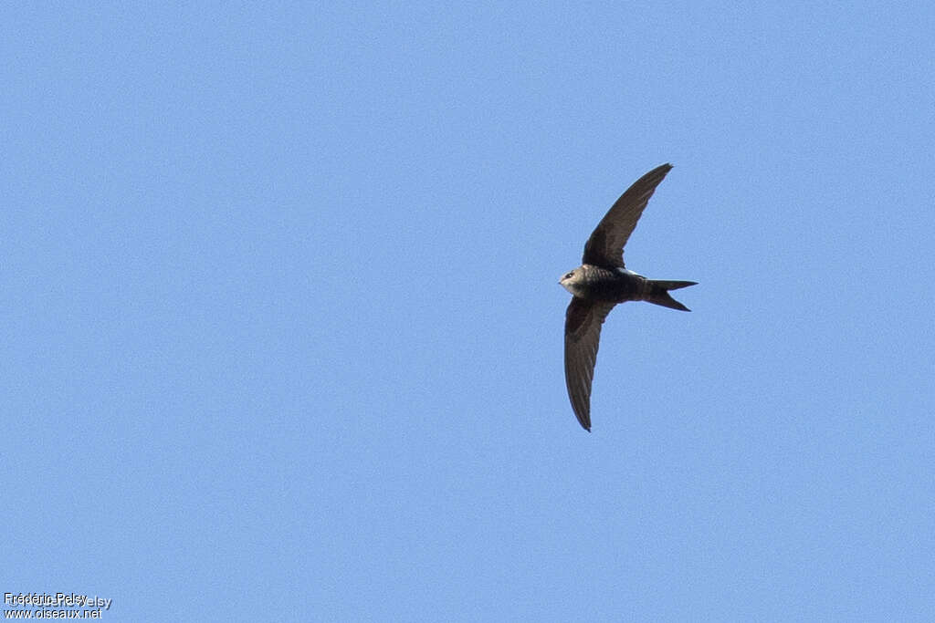 Salim Ali's Swift