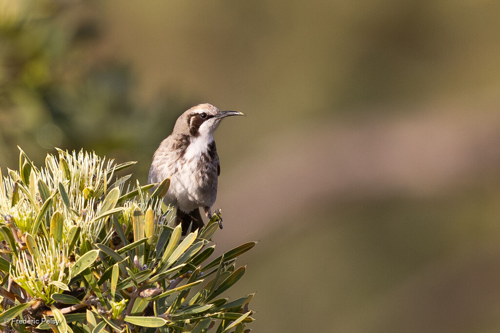 Tawny-crowned Honeyeater