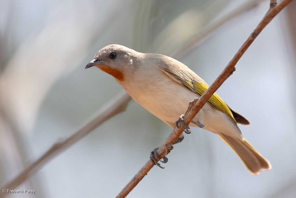 Rufous-throated Honeyeater