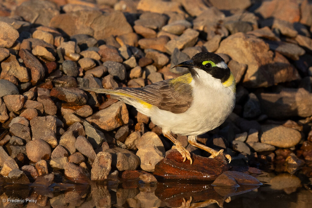 Méliphage à menton noiradulte