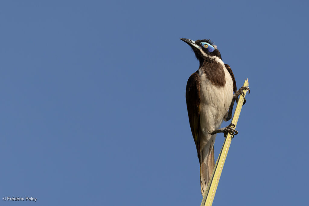 Méliphage à oreillons bleusadulte