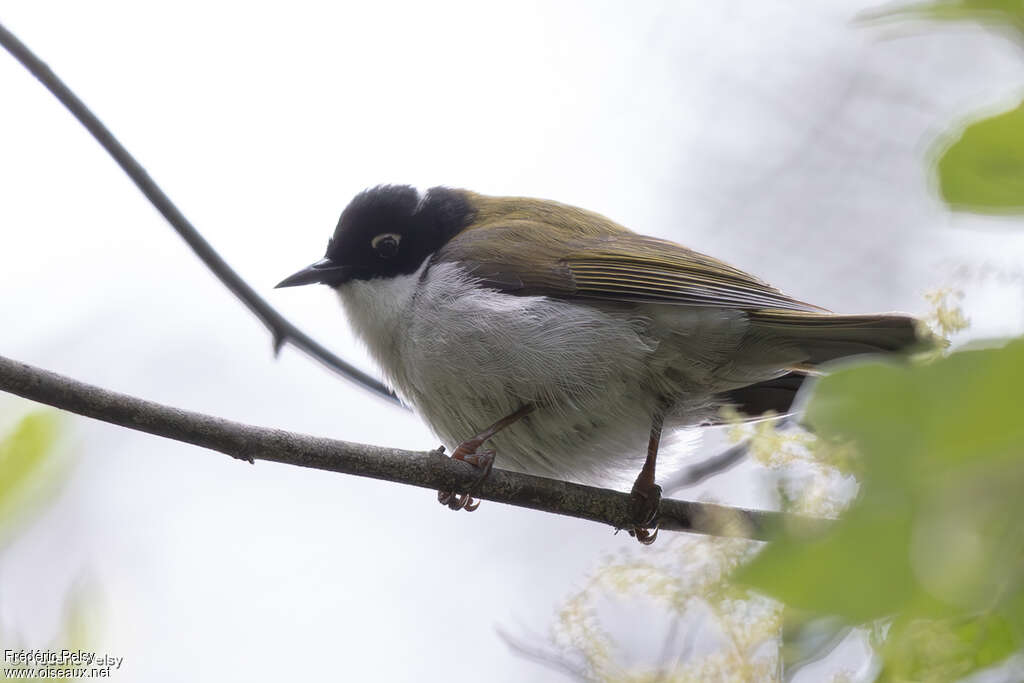Gilbert's Honeyeater
