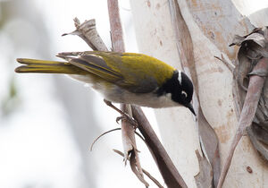 Méliphage à sourcils rouges