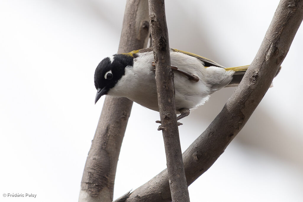 Méliphage à sourcils rouges - Méliphage du Swan<br />adulte