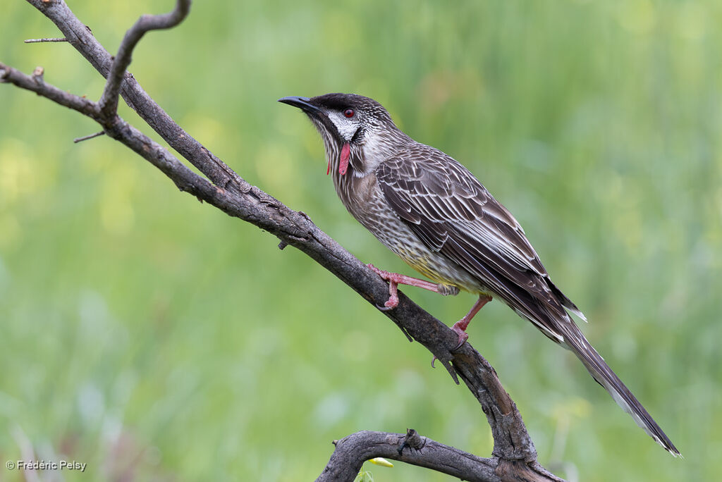 Méliphage barbe-rouge