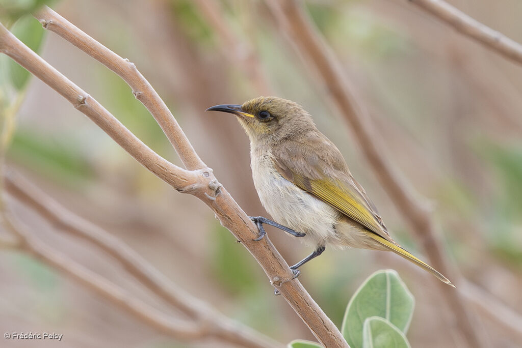 Méliphage brunâtre