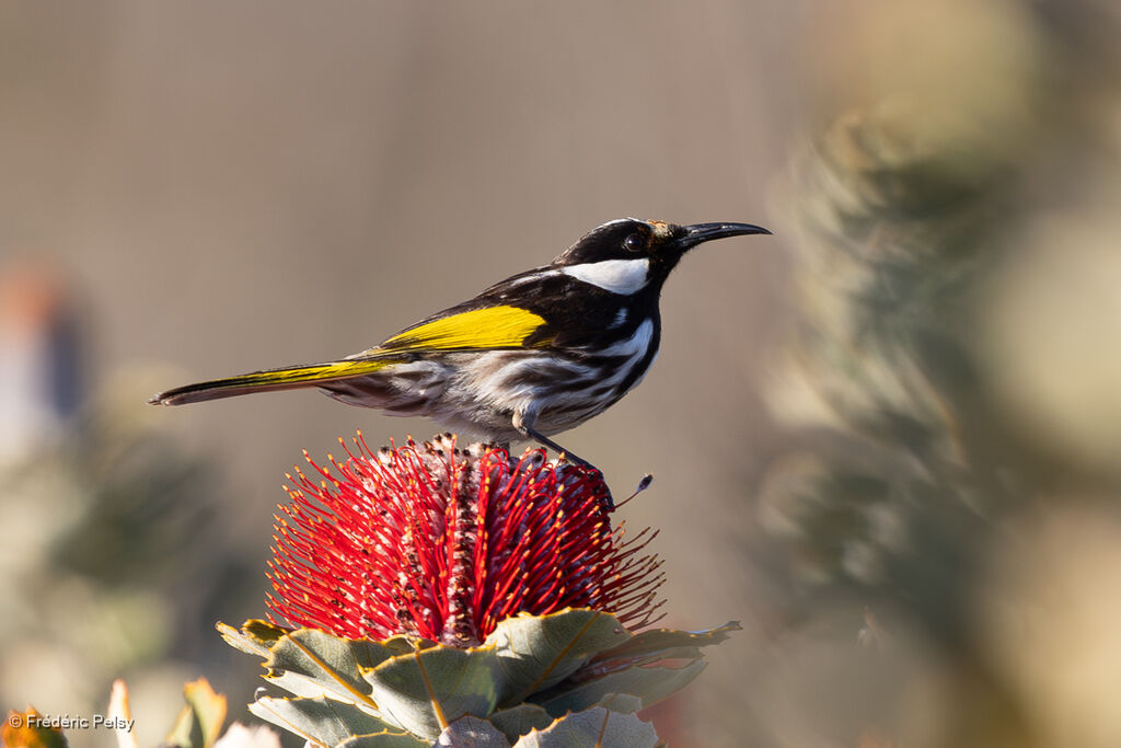 White-cheeked Honeyeater