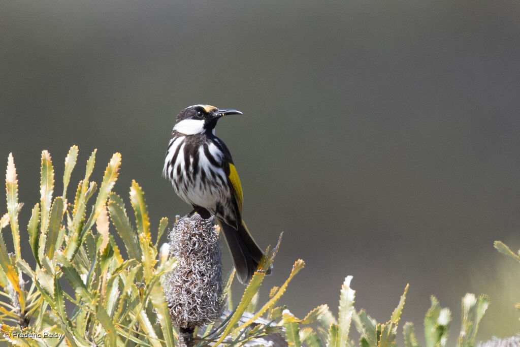 White-cheeked Honeyeater