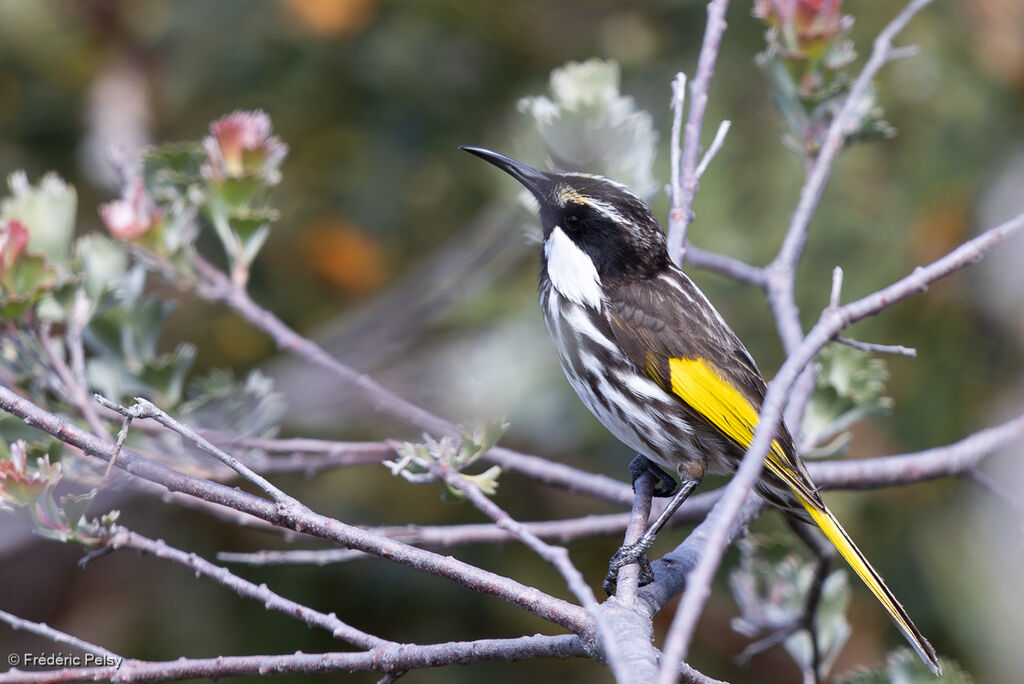 White-cheeked Honeyeater