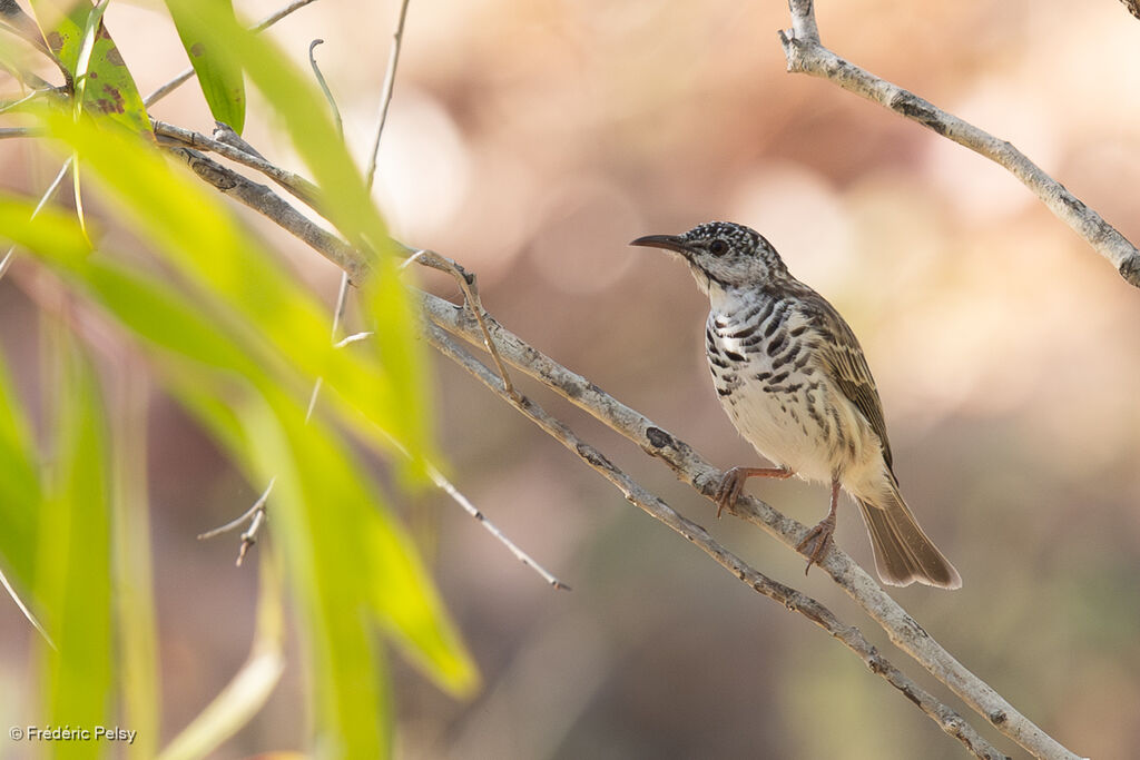 Bar-breasted Honeyeater