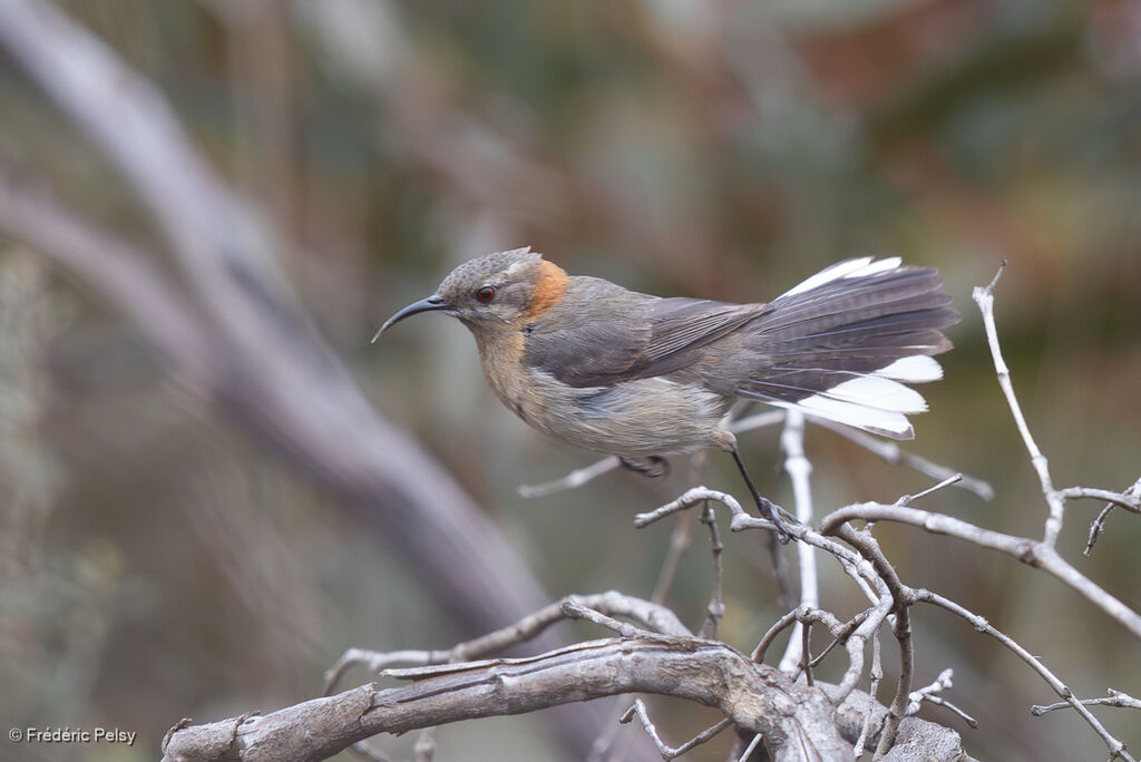 Western Spinebill