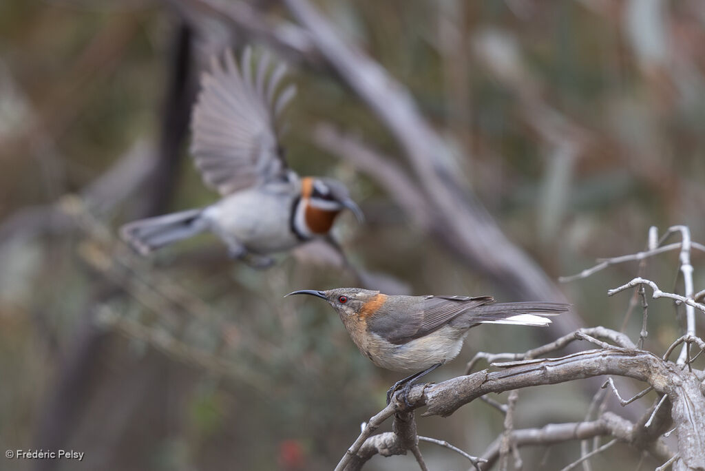 Western Spinebill