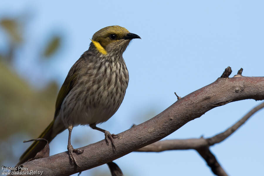 Yellow-plumed Honeyeater