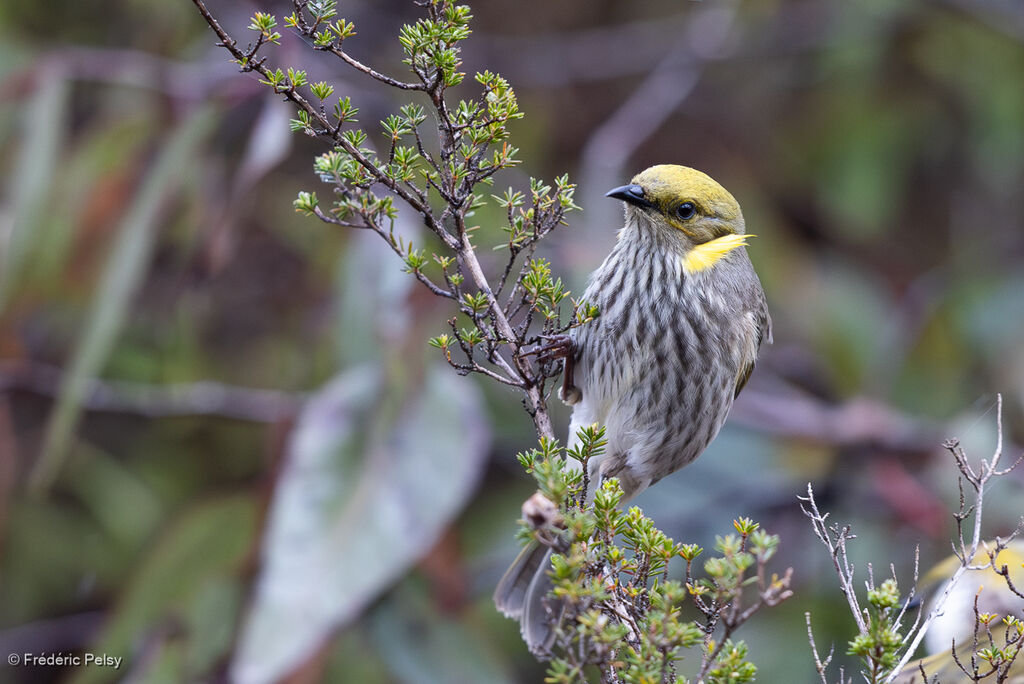 Yellow-plumed Honeyeater