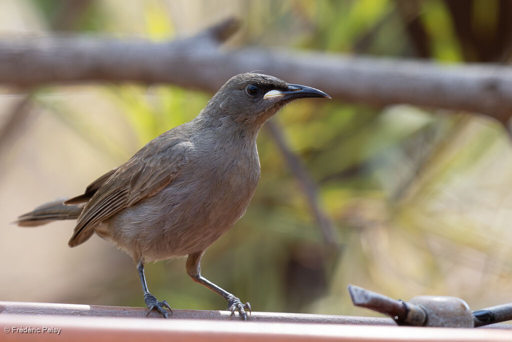 Méliphage unicolore