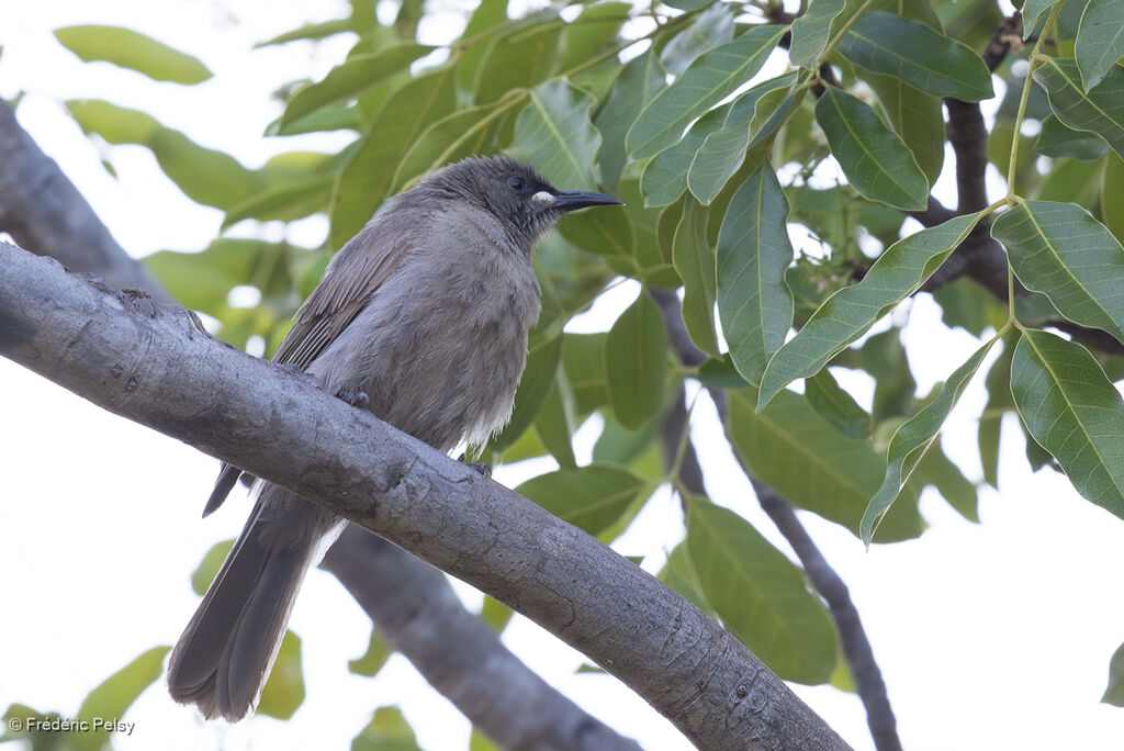 Méliphage unicoloreadulte