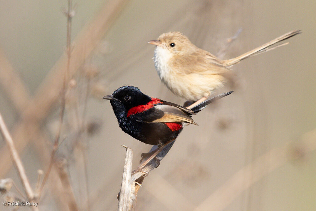 Mérion à dos rougeadulte