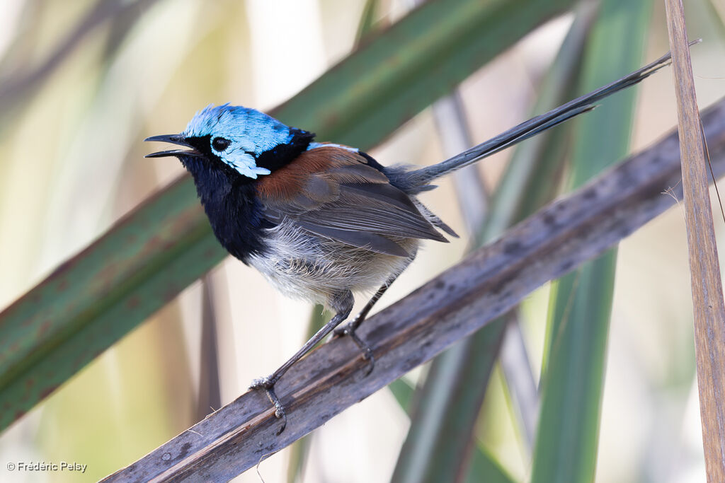 Red-winged Fairywren