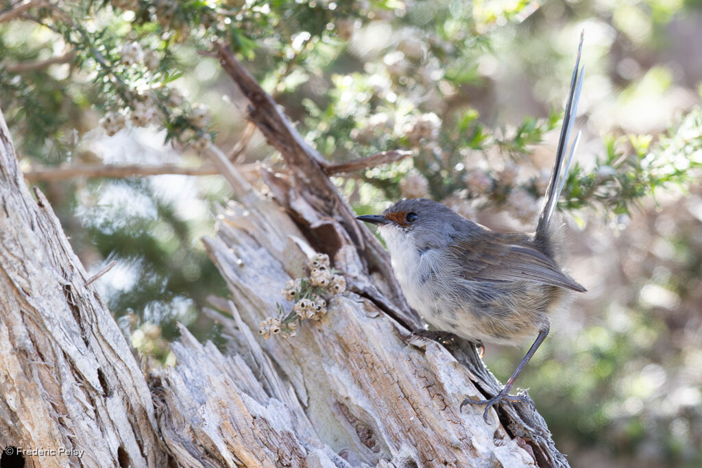 Red-winged Fairywren