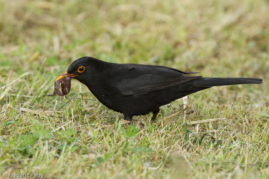 Merle noir mâle adulte, mange