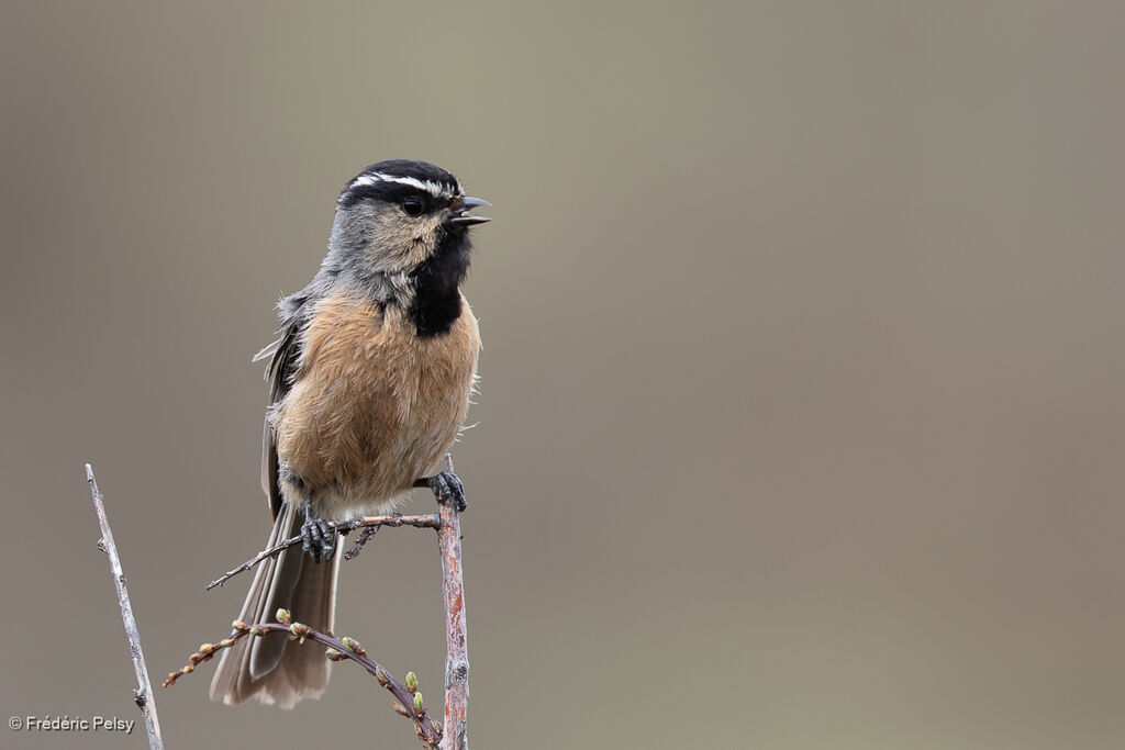 Mésange à sourcils blancs